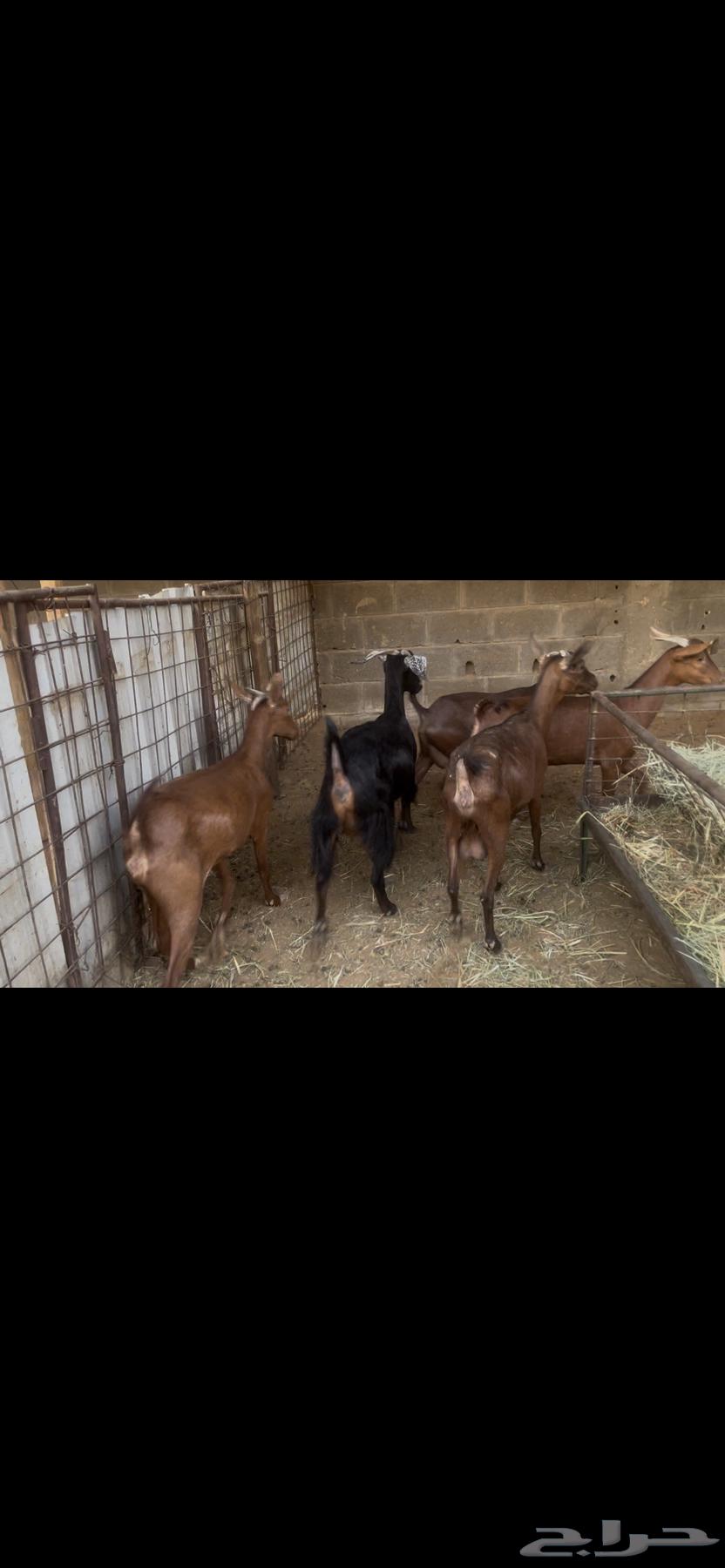 معزا جنوبيه دهم.. تم البيع64541636996481110