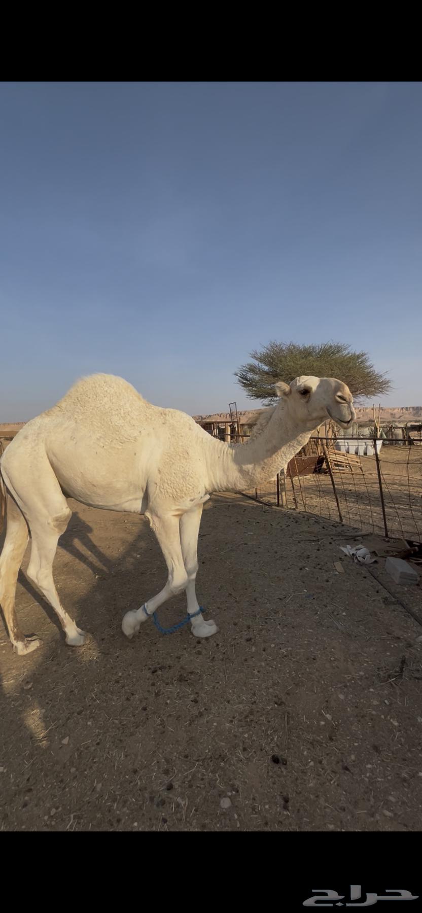 قعود حق للبيع64539882371201111