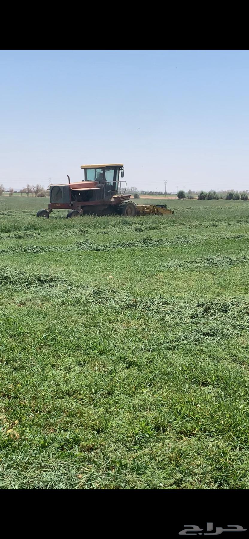 رودس صافي تم البيع64535638654339110