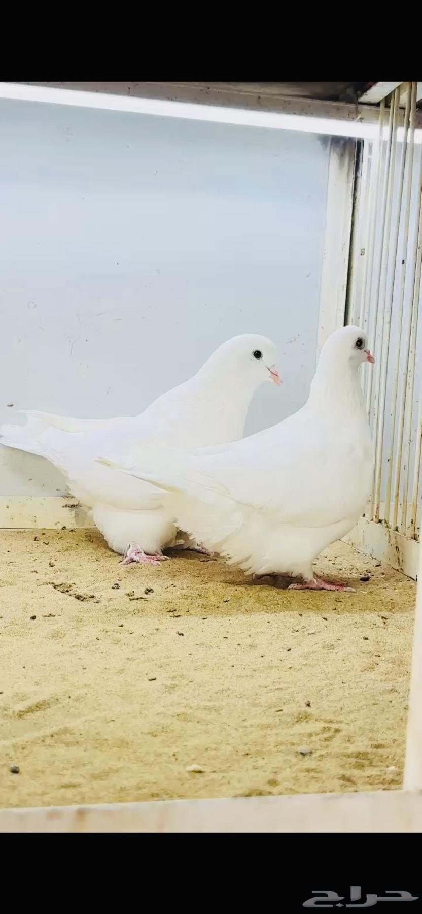 White carpet pair with certificate64535750884994113