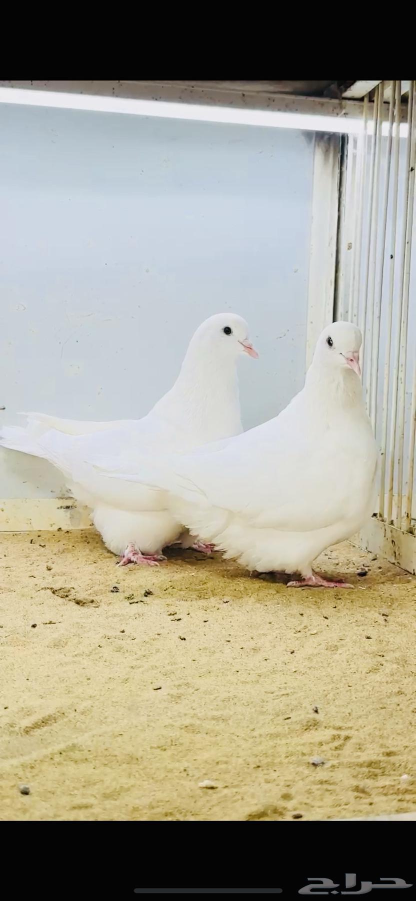 White carpet pair with certificate64535750884994114