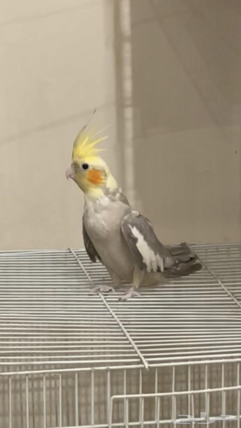 فرده كروان 70 بالميه انثى ( تم البيع خارج الموقع )64536892189825111