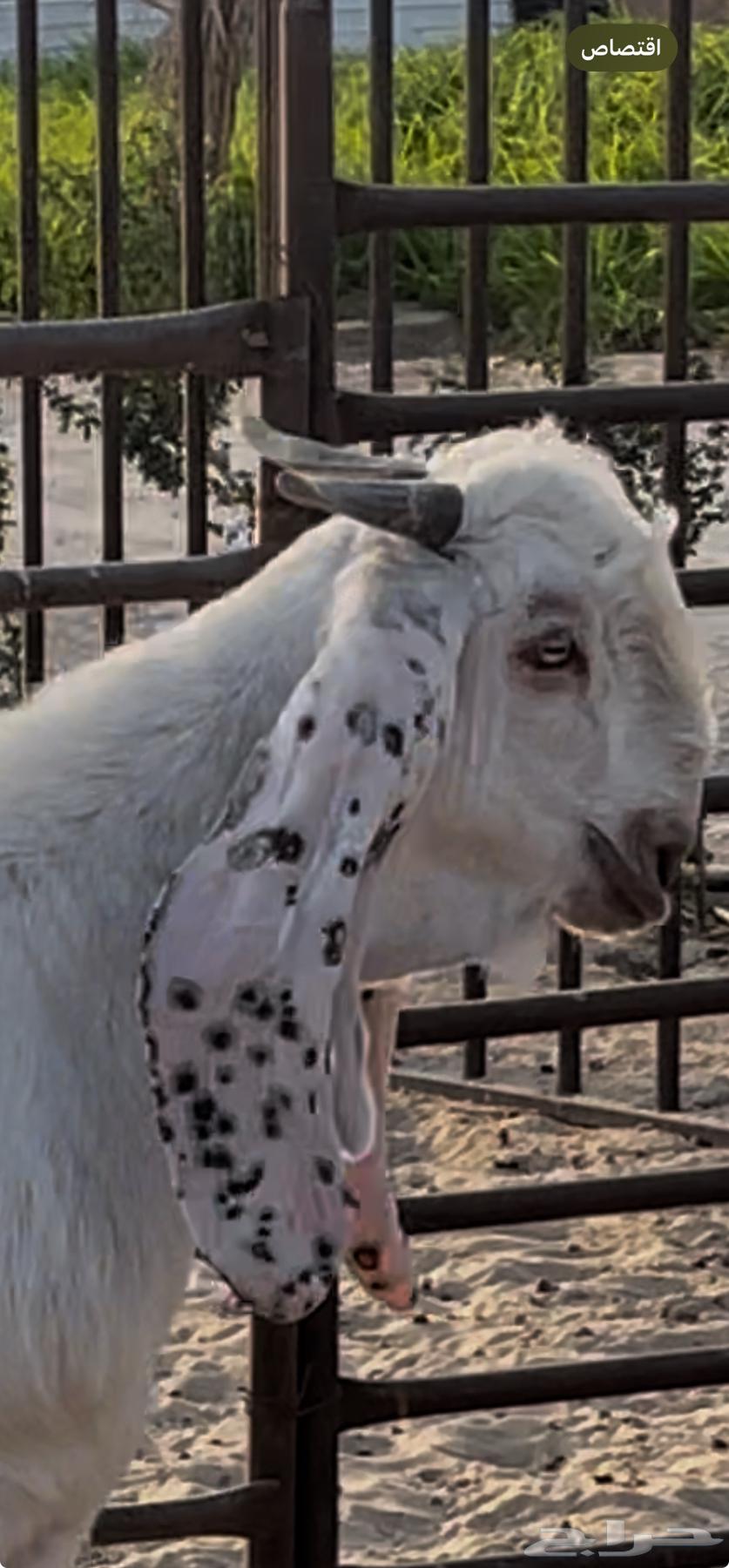 White trunk, grafted64536070103299111