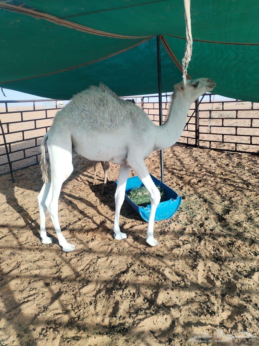 قعود وبكره للبيع64537728648065111