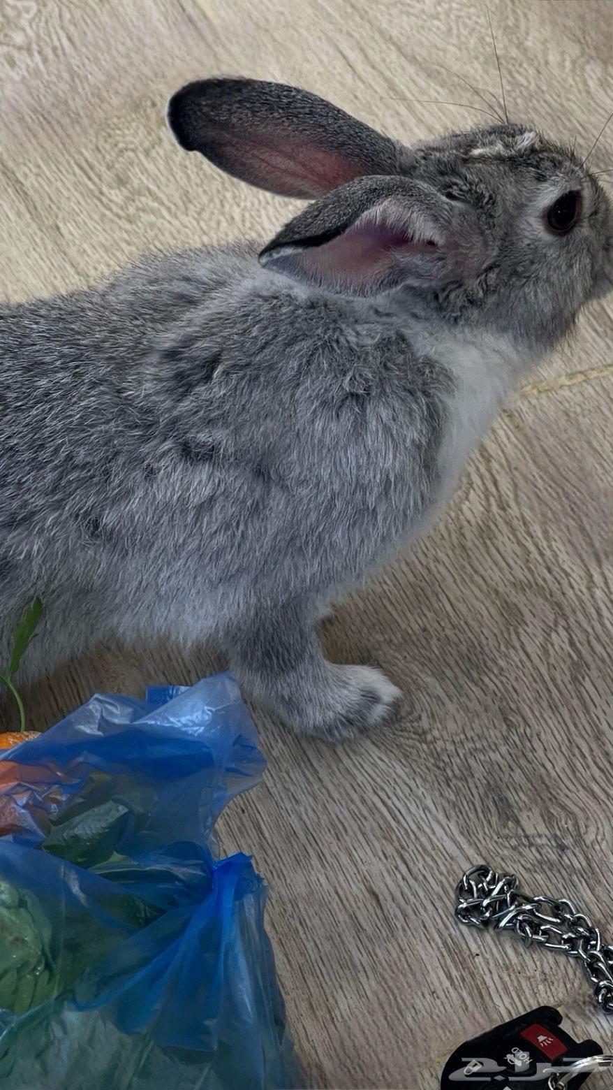 ارنب ذكر جميل64539259357441110