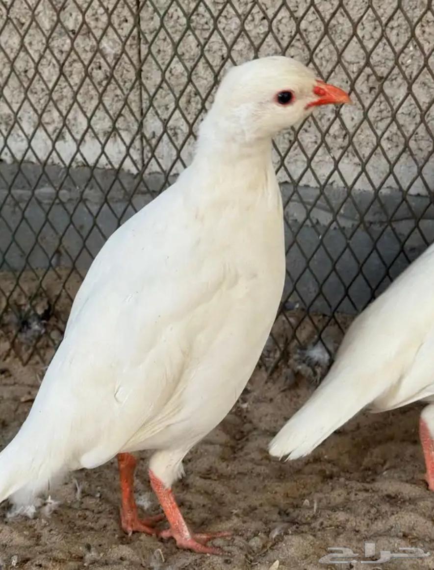 زوج حجل روسي - ابيض64542203934851110