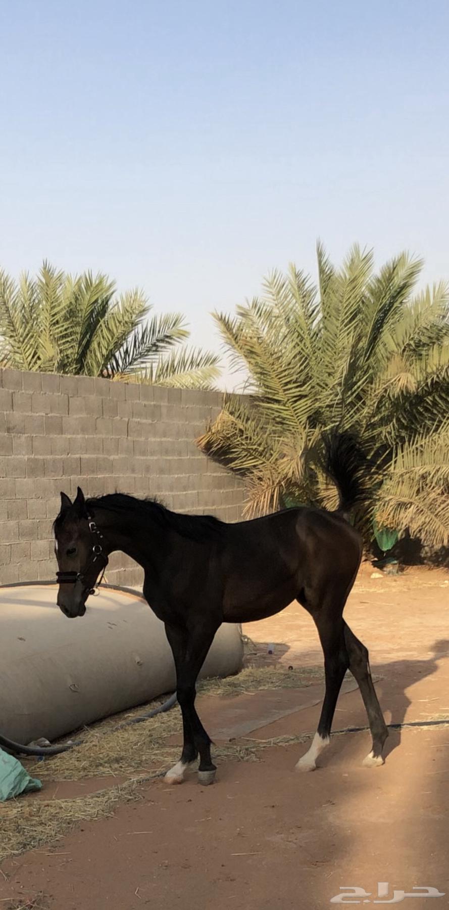 مهر شعبي للبيع العمر 9 شهور تقريبا64537644833666111