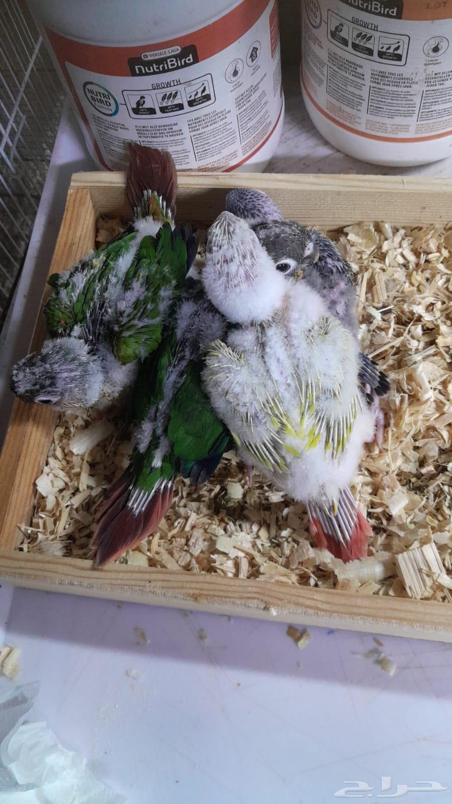 فروخ كنيور64542260583939114