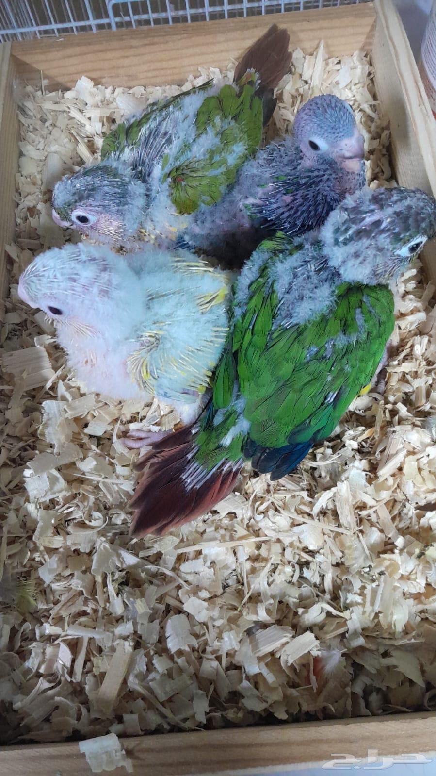 فروخ كنيور64542260583939113