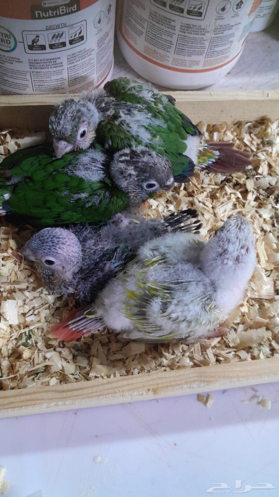 فروخ كنيور64542260583939112