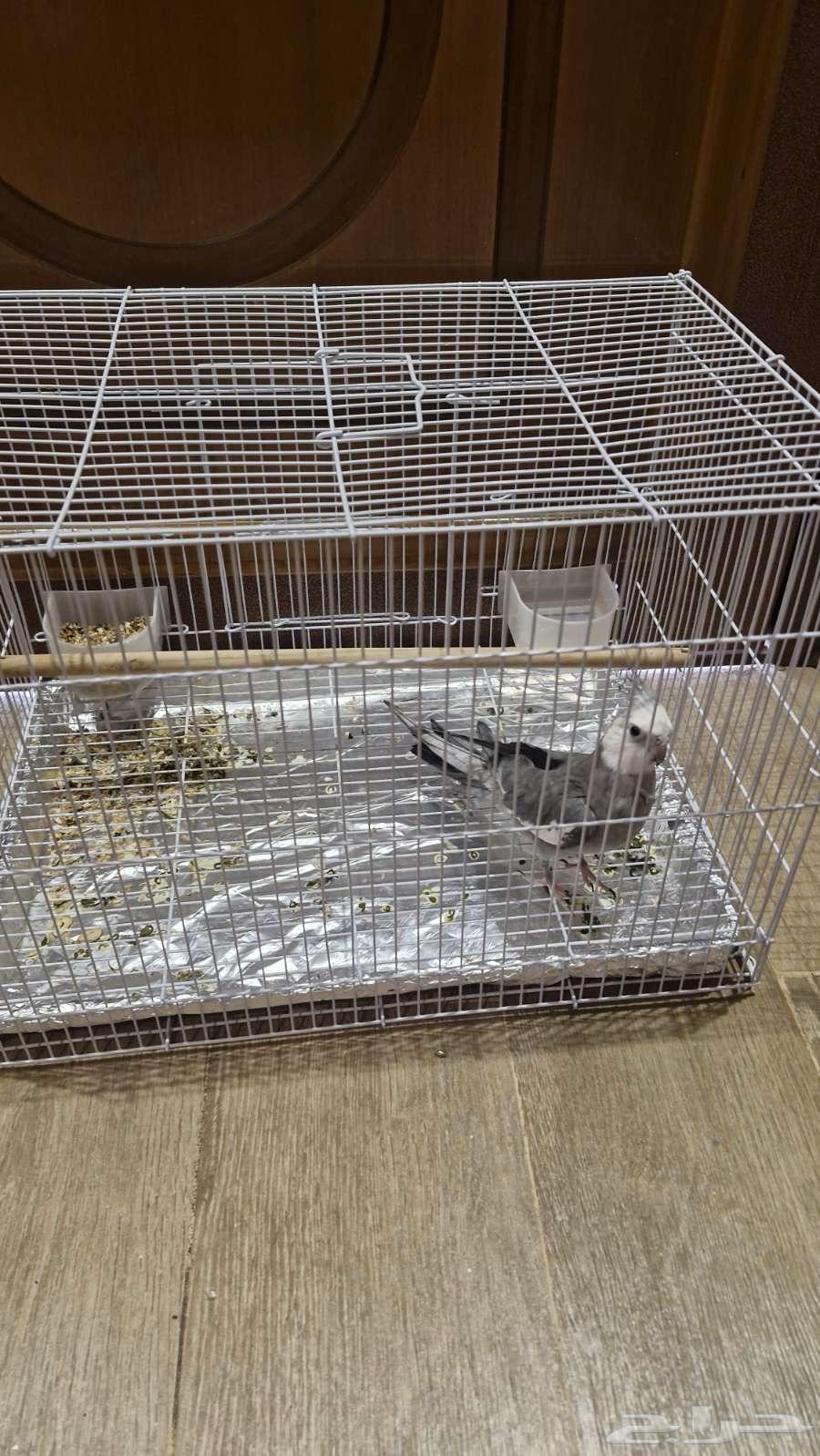 Crows64538909341058110