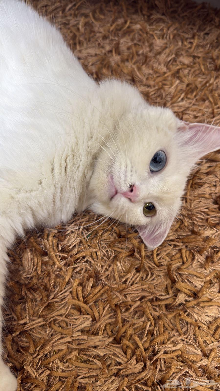 قط للبيع64543351841666111