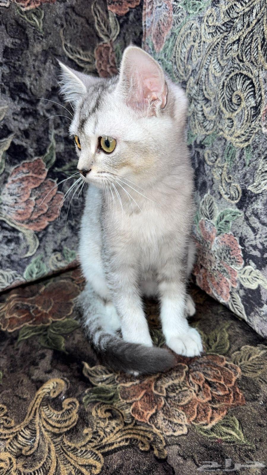 قطط سكوتش للبيع الاب سكوتش والام هملايا64541579833347111