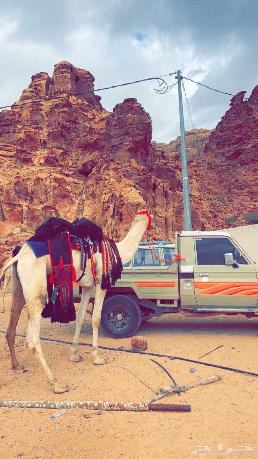 Sudanese camel with brand64541350135042112