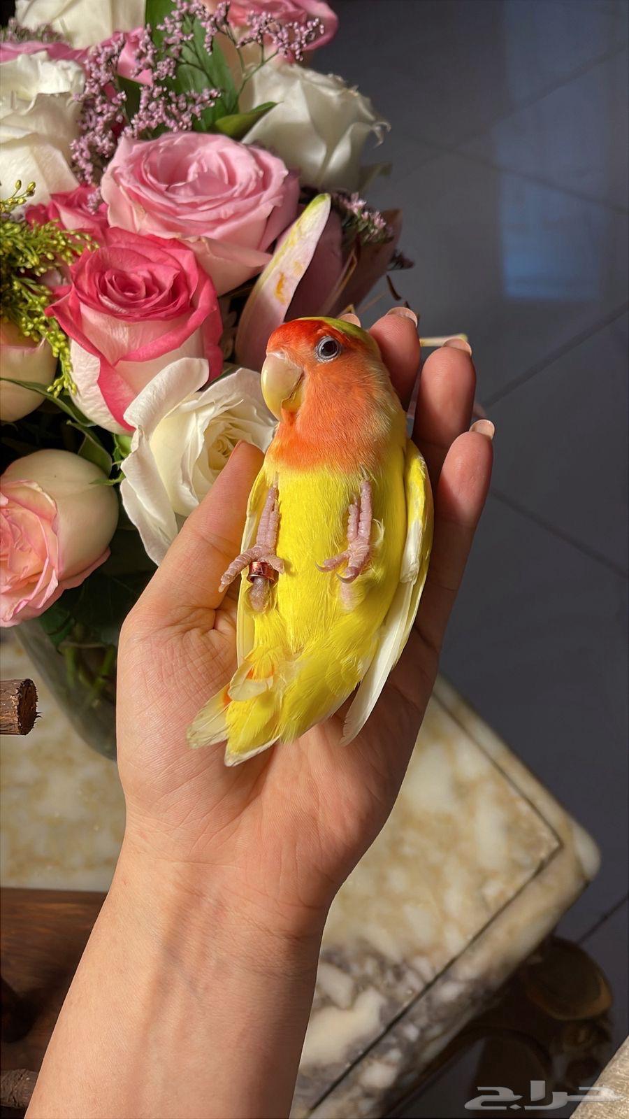 للبيع ببغاء الروز الأليف64538598950018114