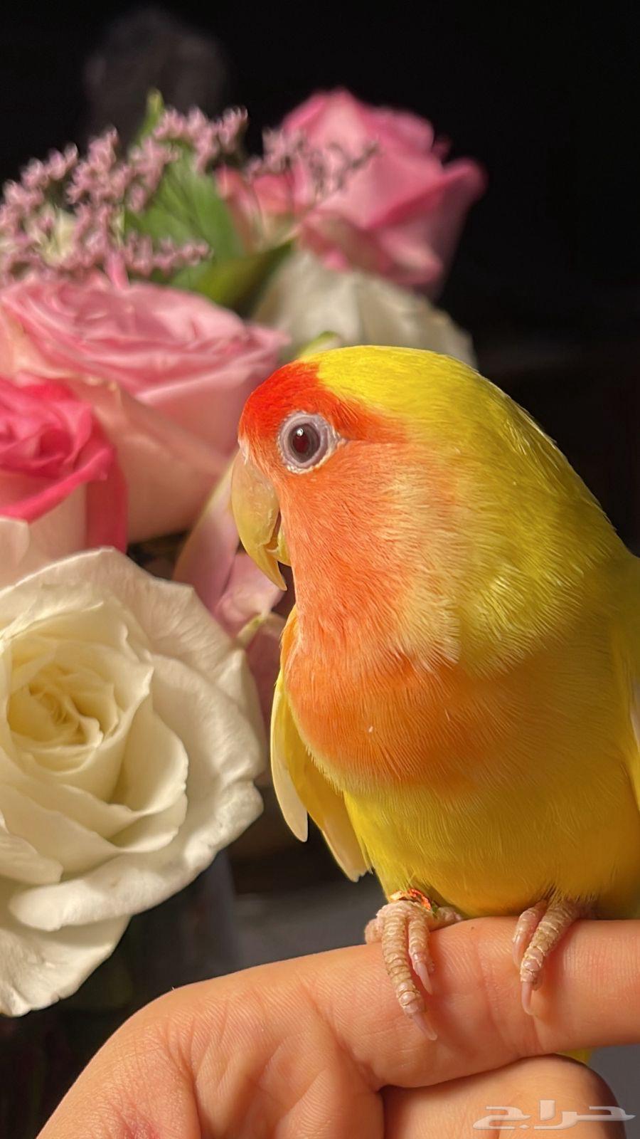 للبيع ببغاء الروز الأليف64538598950018113