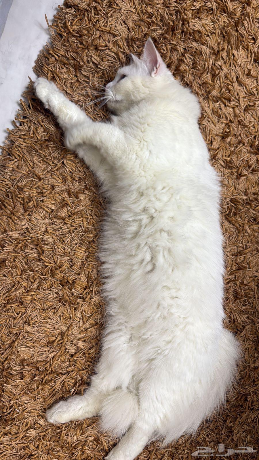 قط للبيع64543351841666110