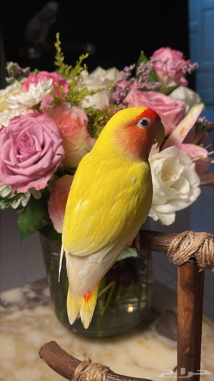 للبيع ببغاء الروز الأليف64543634382593113