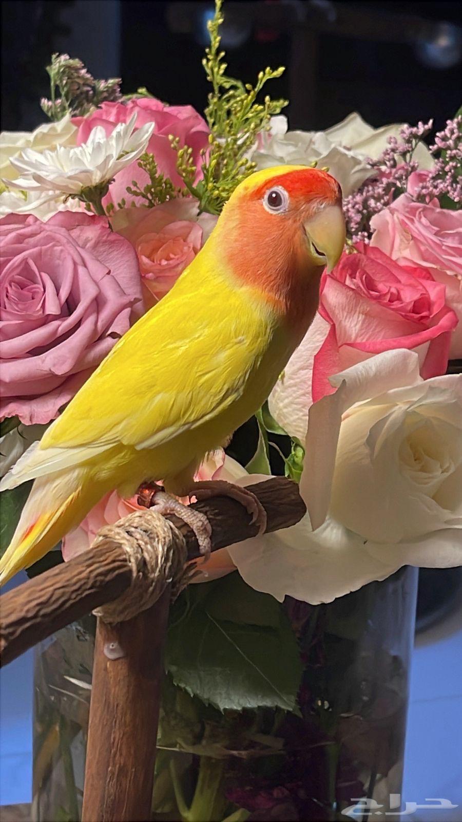 للبيع ببغاء الروز الأليف64538598950018111