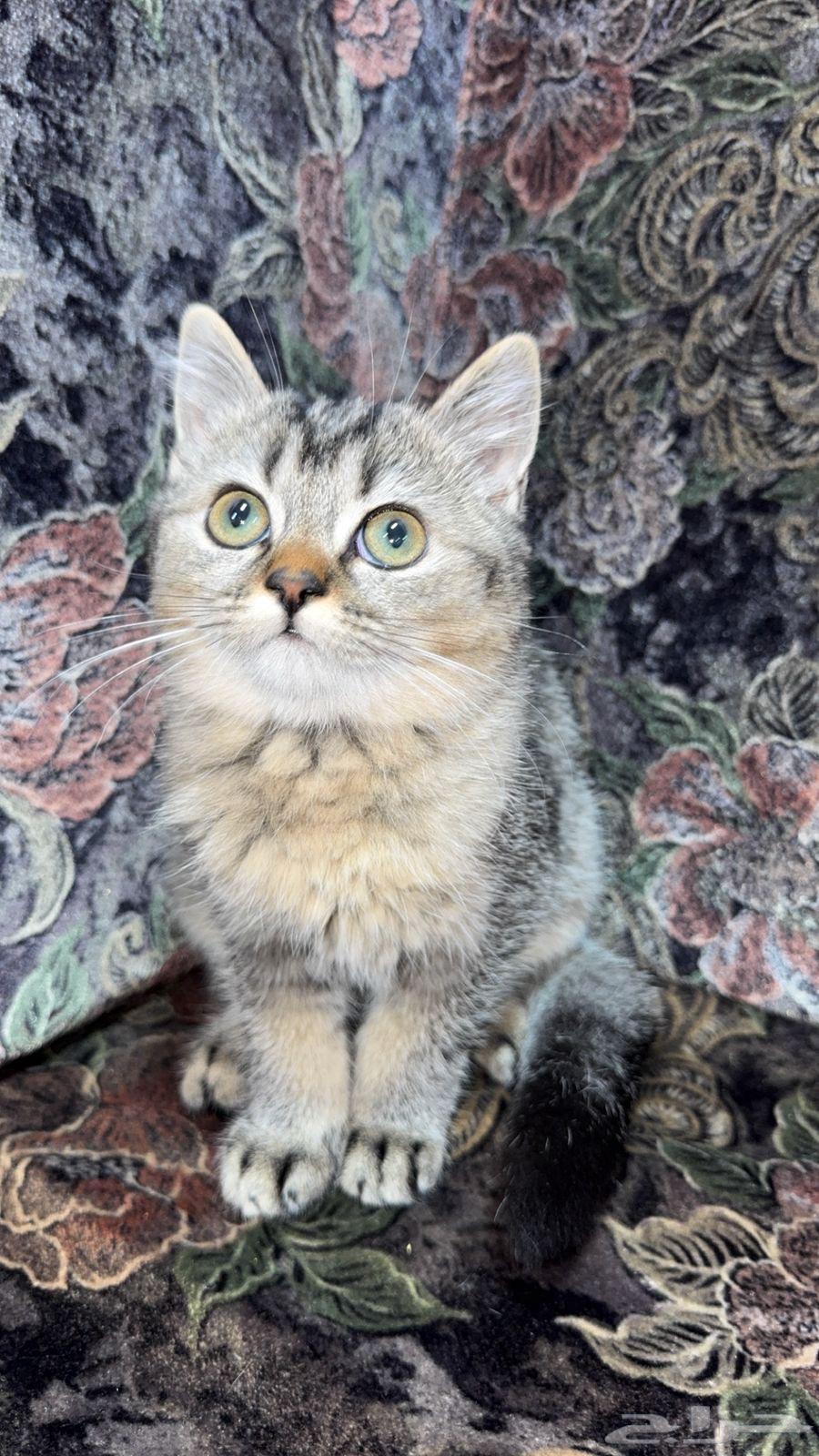 قطط سكوتش للبيع الاب سكوتش والام هملايا64541579833347110