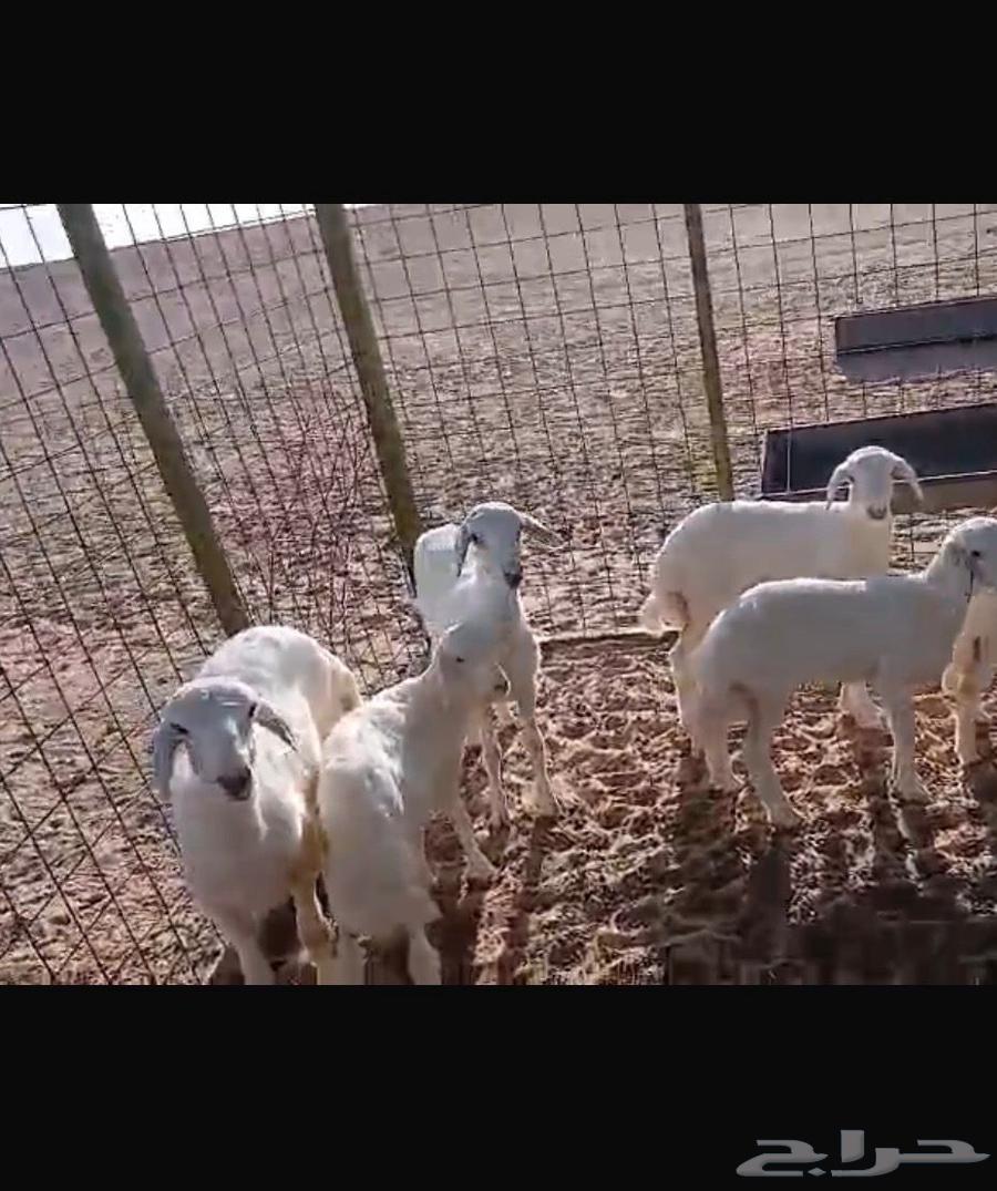 غنم عددها 20 طيبه بالحيل تحتها 564540081792386111