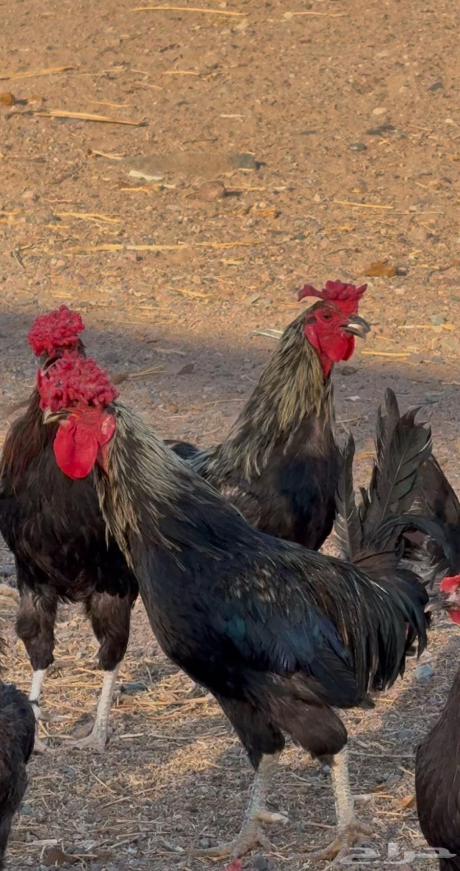 للبيع مشروع دجاج بلدي64535694790273111