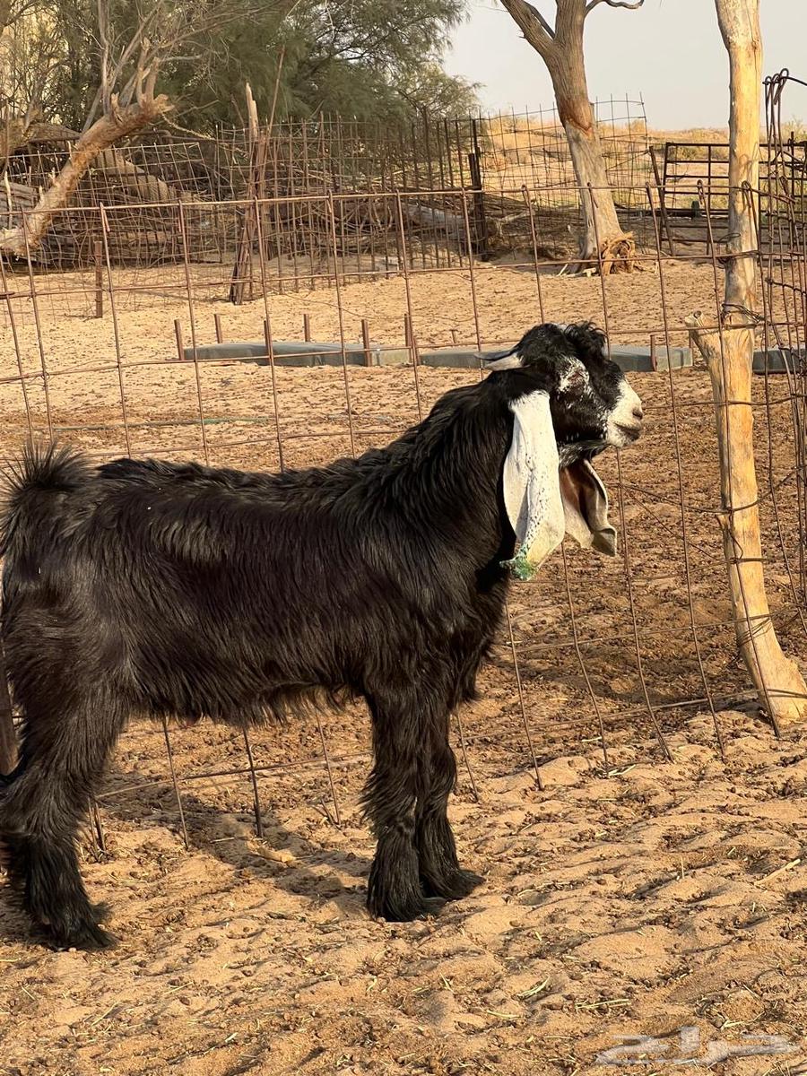 Goats for sale, breeding project64541963486210110