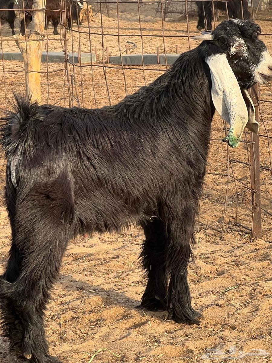Goats for sale, breeding project64541963486210111