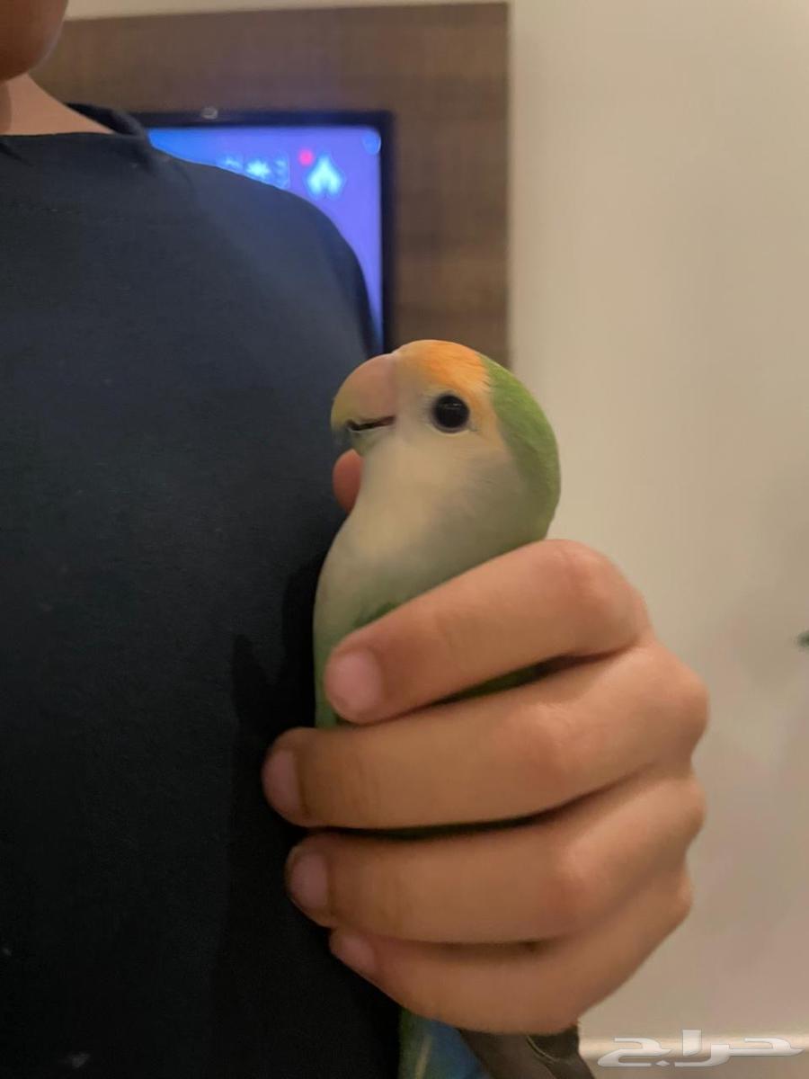 Birds of the Day64542700386689111