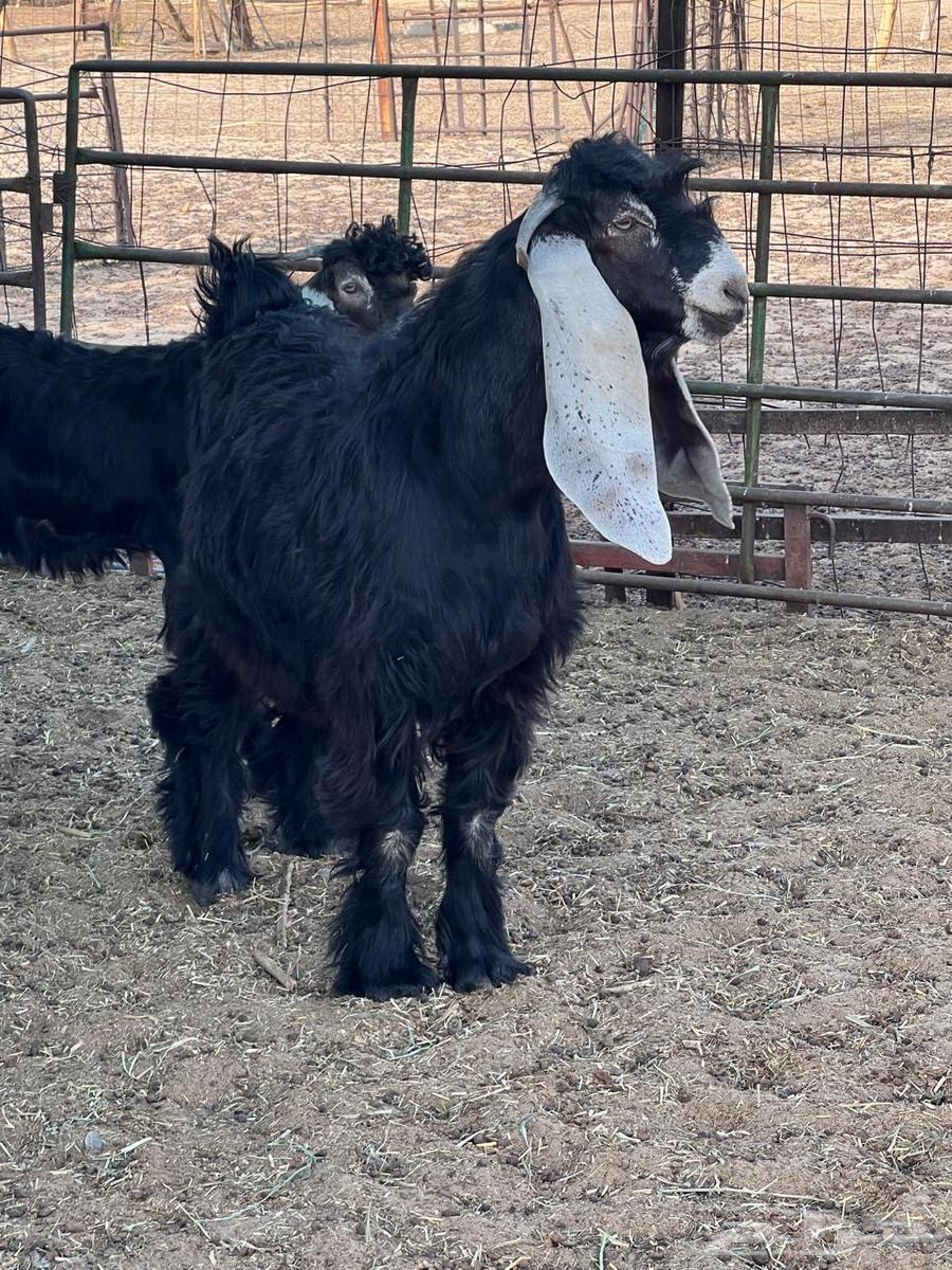 Goats for sale, breeding project64541963486210112