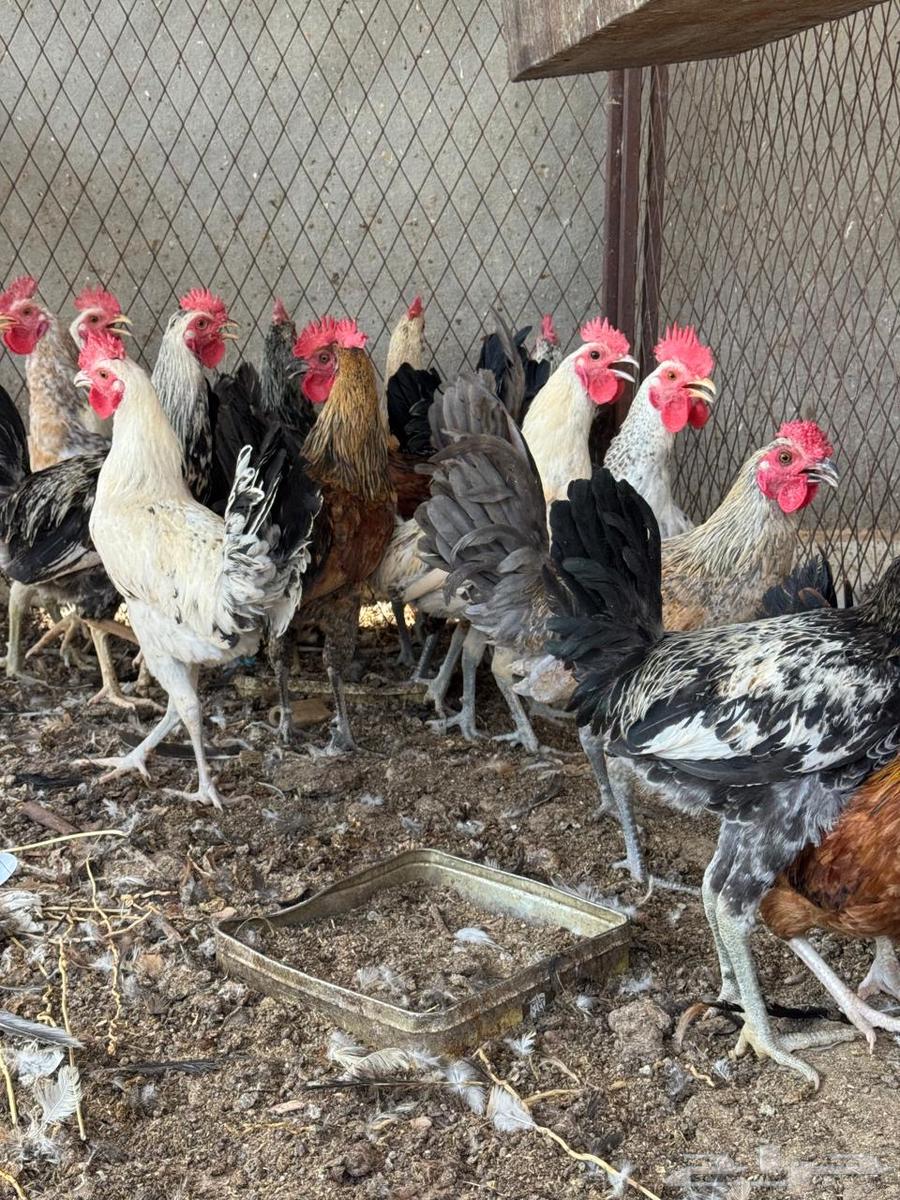 ديكه بلدي64538923325057114