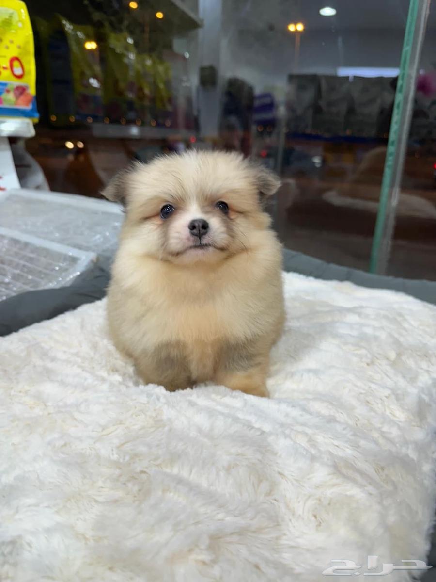 كلاب بومرنيان للبيع64538219005826113