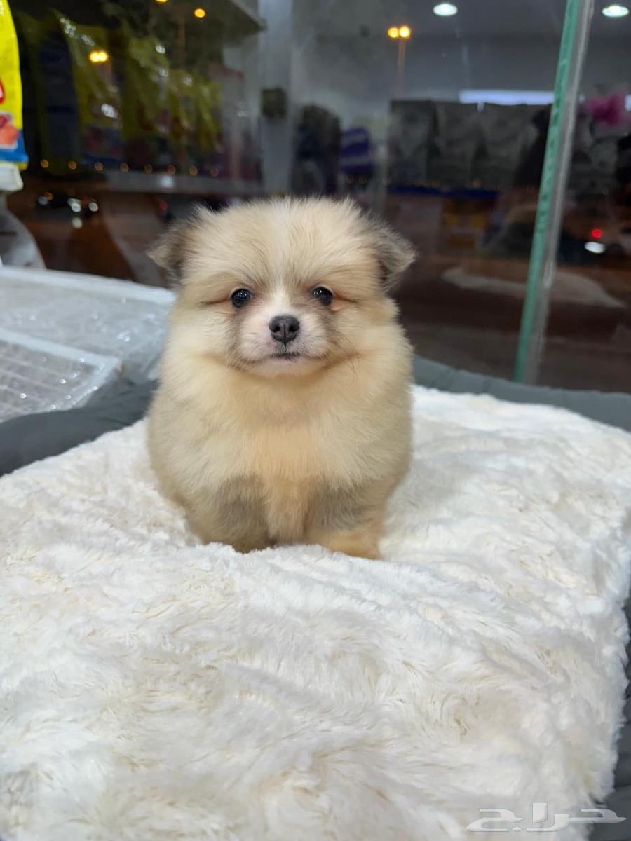 كلاب بومرنيان للبيع64538219005826110