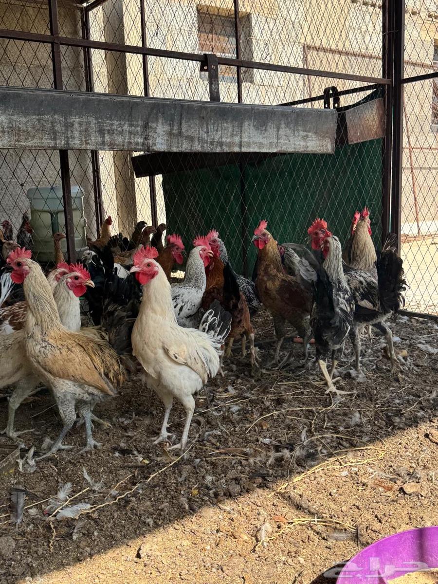 ديكه بلدي64538923325057111