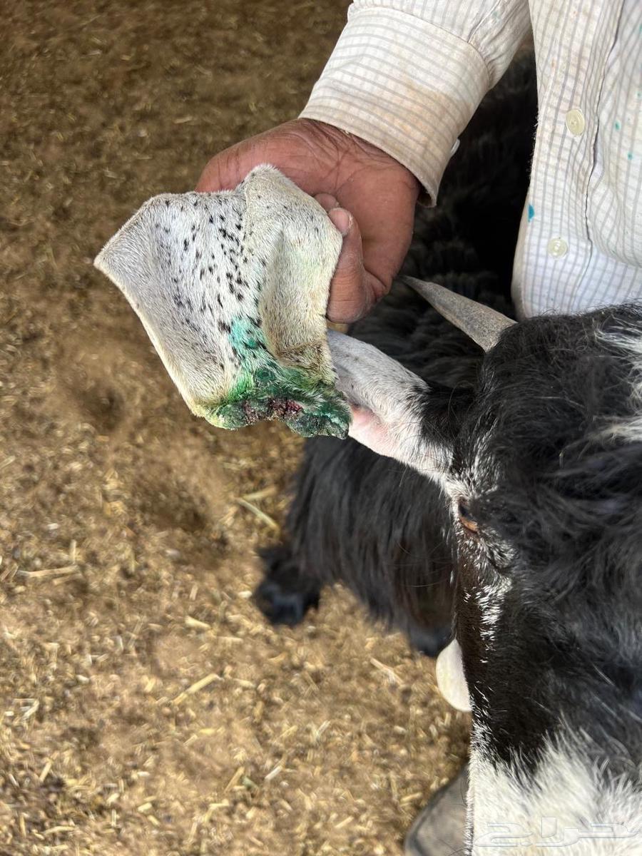 Goats for sale, breeding project64541963486210114