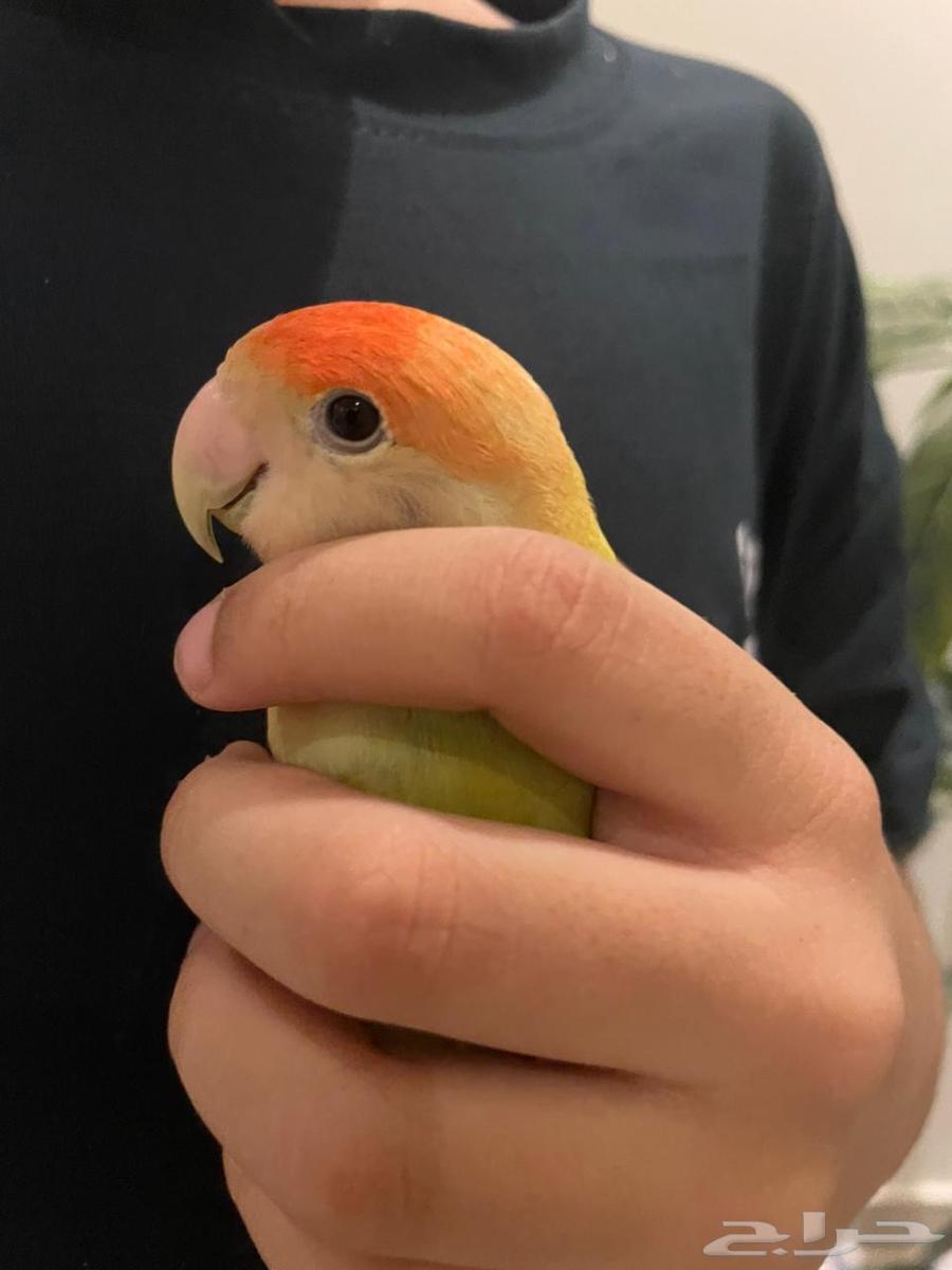 Birds of the Day64542700386689110