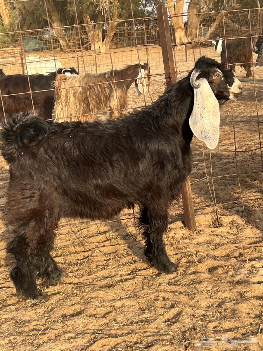 Goats for sale, breeding project64541963486210113