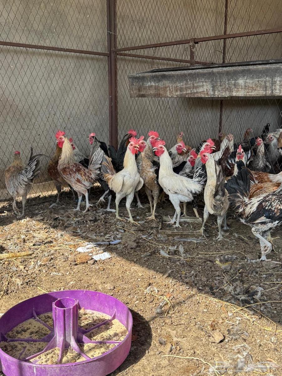 ديكه بلدي64538923325057112