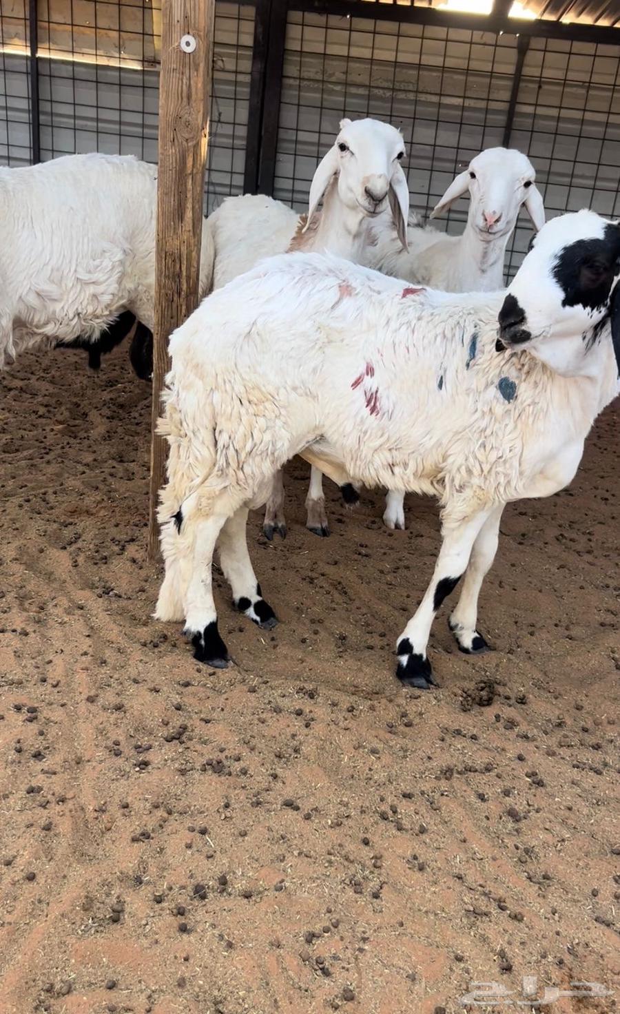 للبيع طليان سواكن مرباه64542800129154110