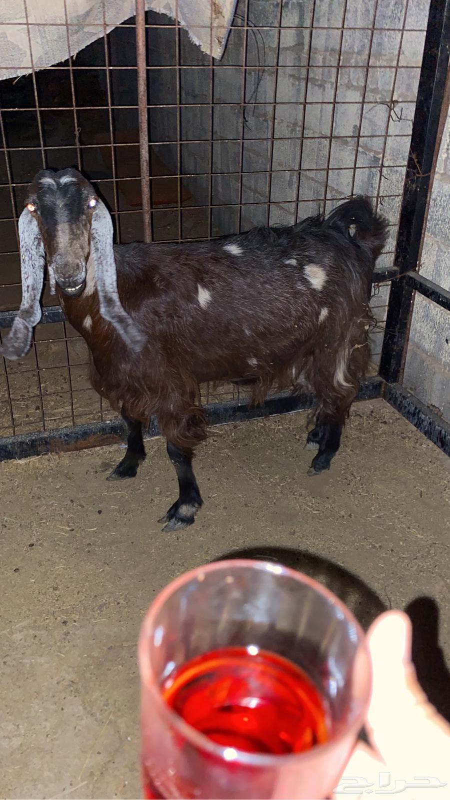 Luxury Kamori goat for sale, condition applied ((Sold))64544255562627110