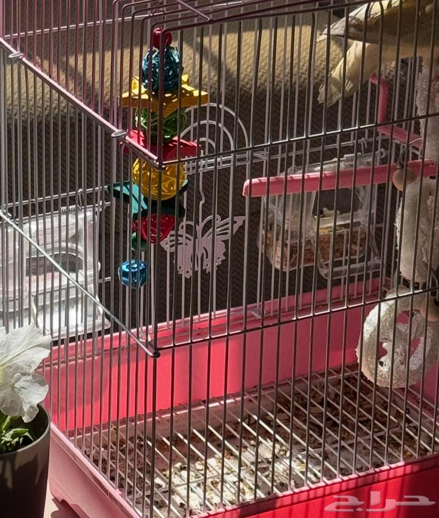 قفص طيور64552491363843114