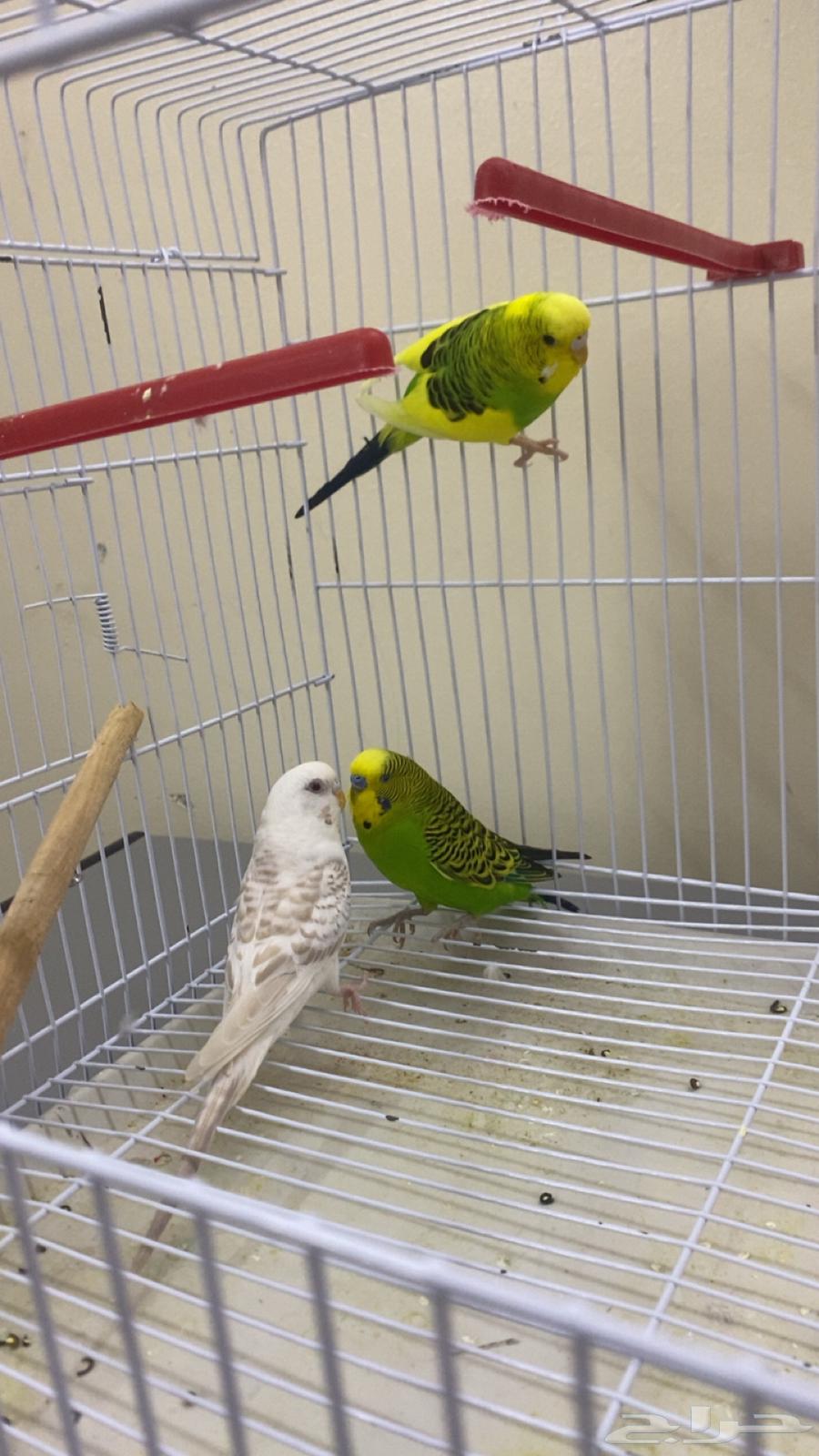 طيور بادجي64547304940417112