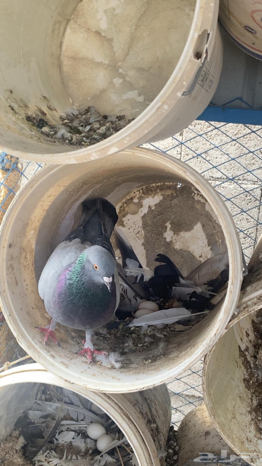 حمام للبيع64548744592385112