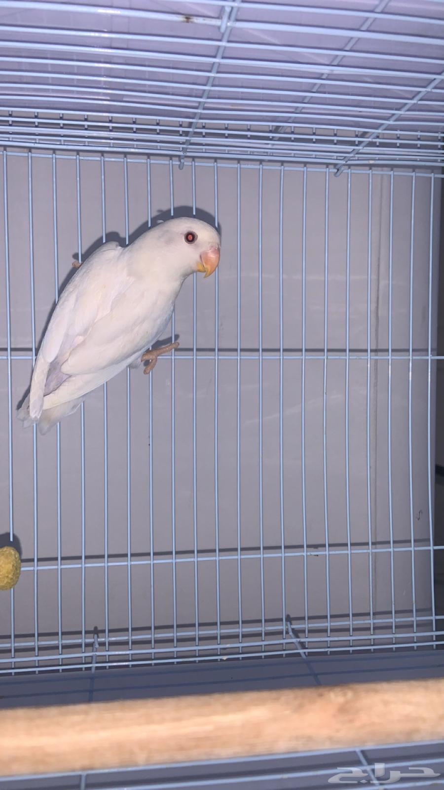 اعرض لكم طبتين روز واحد روز اورنج والثاني البينو64548645800834114