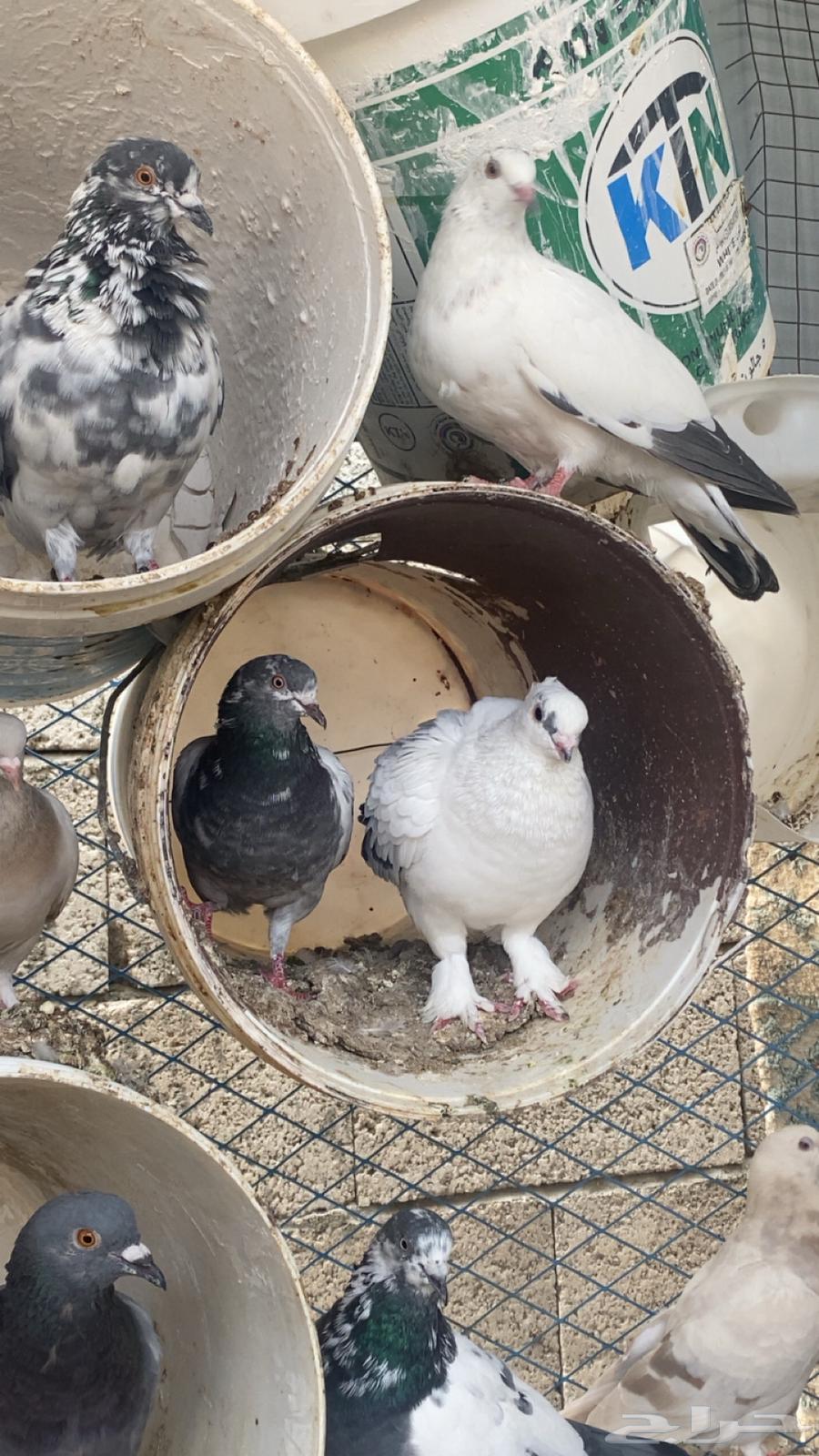 حمام للبيع64548744592385111