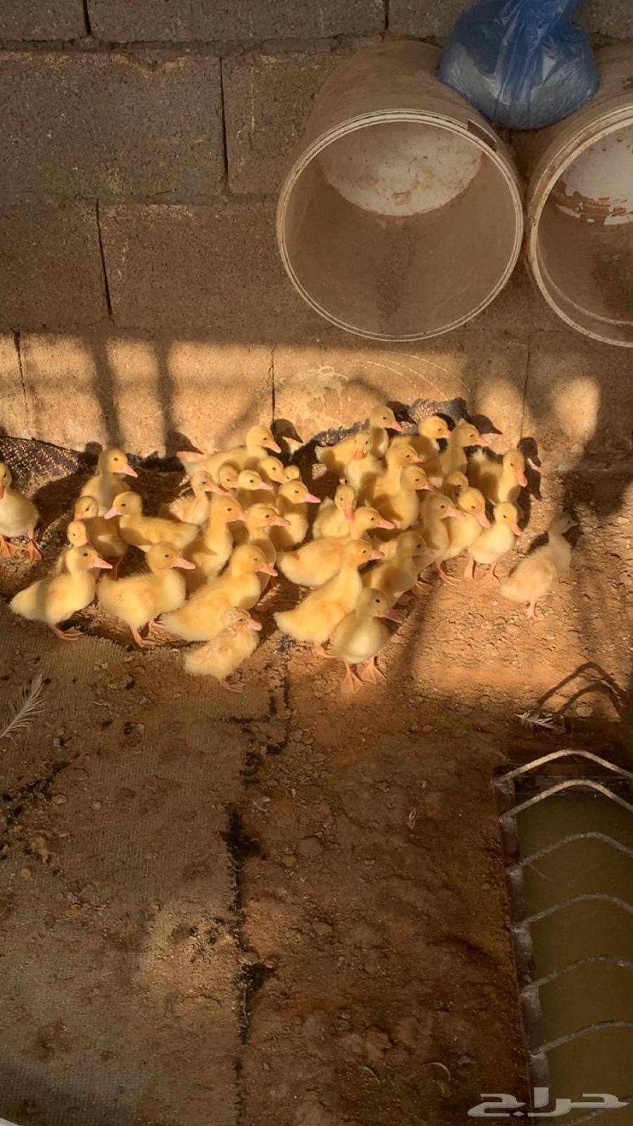 بط اليف للبيع64549205762817110