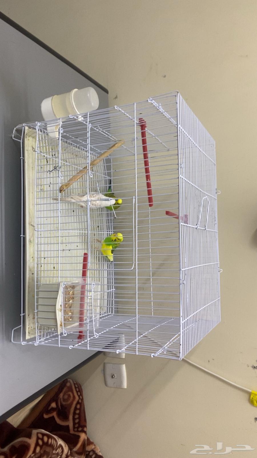 طيور بادجي64547304940417111