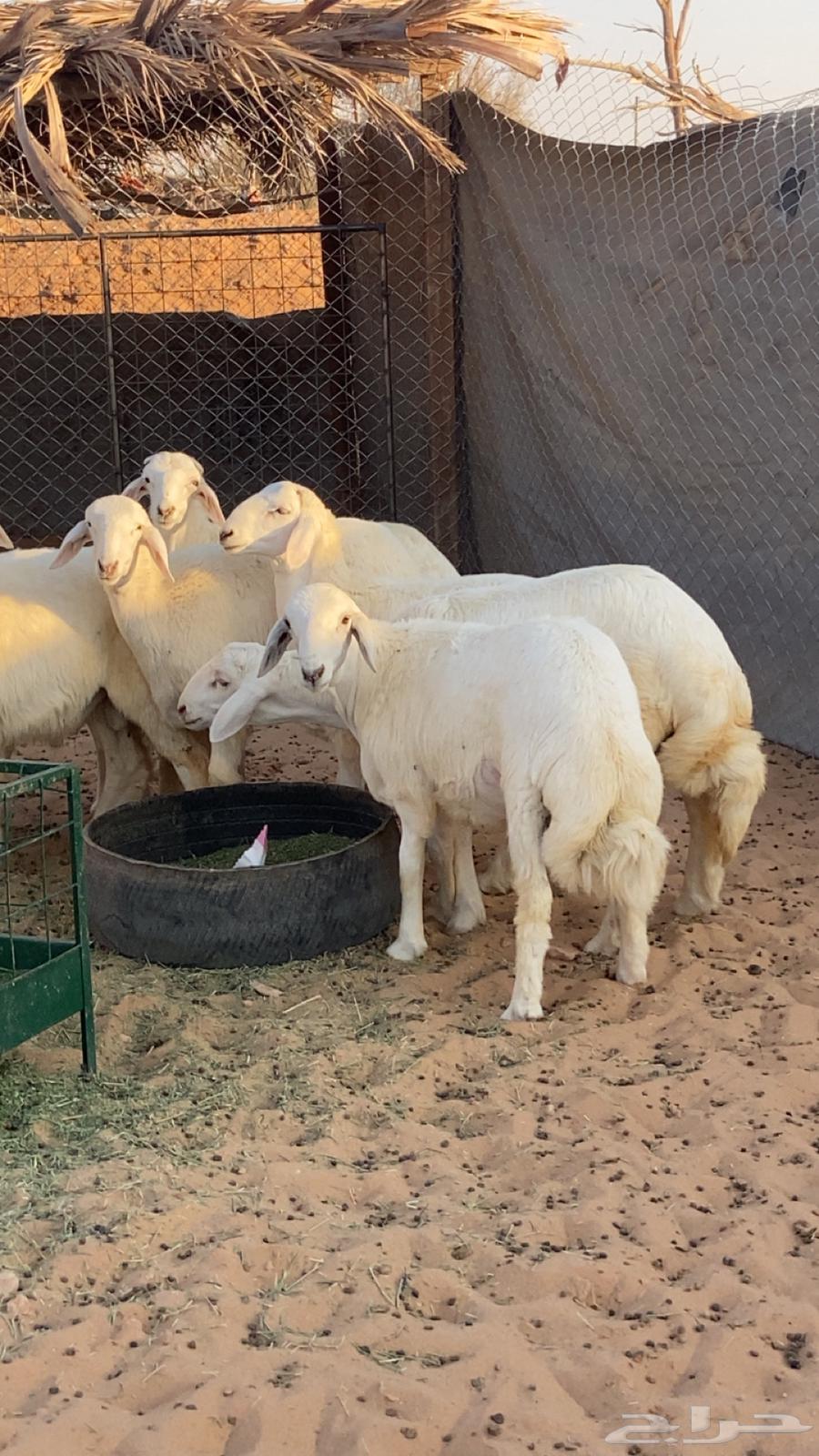 طليان ورخال بهم64440164689537113