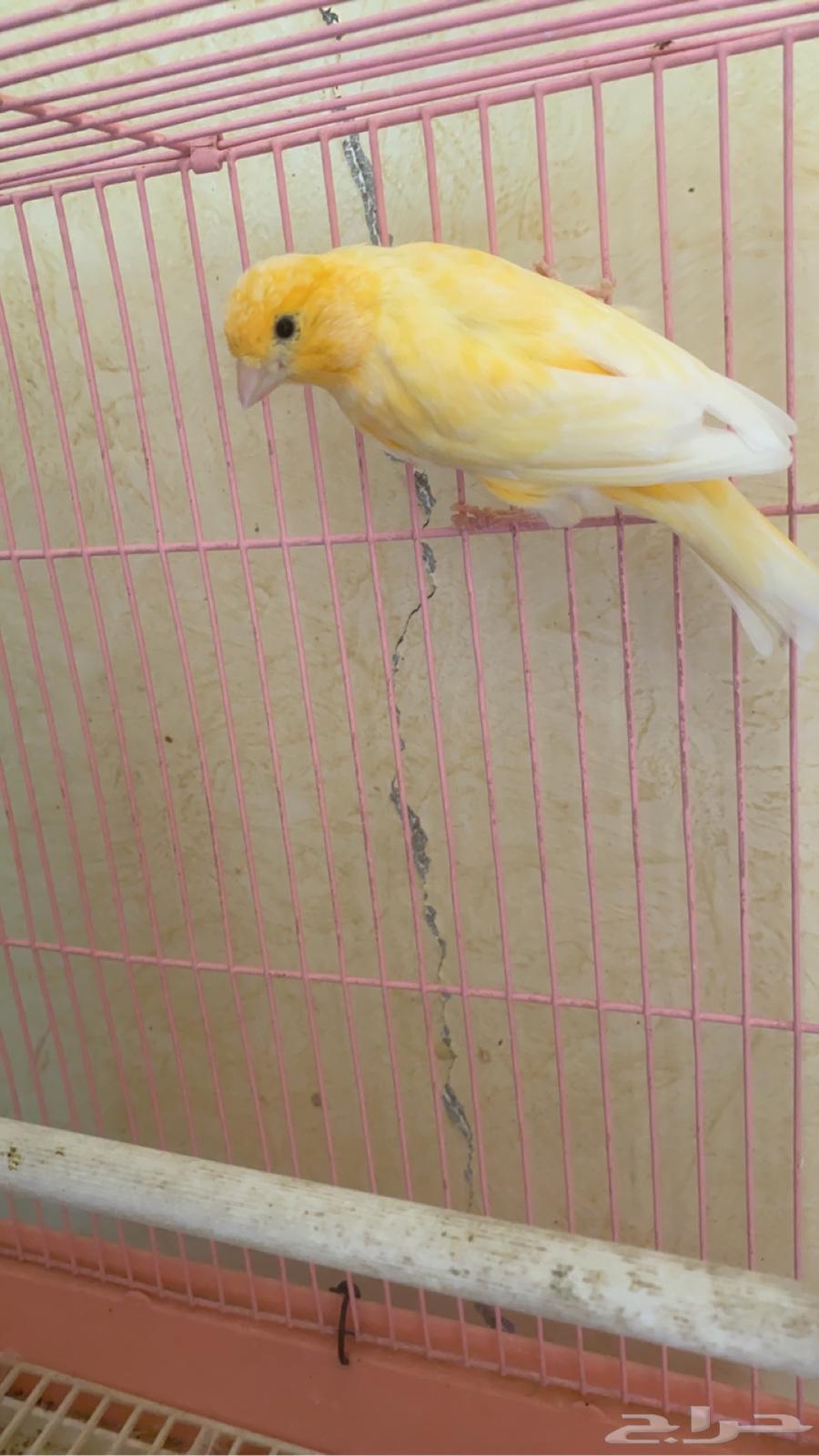 ذكر كناري تغريد ( تم البيع)64547193867907110