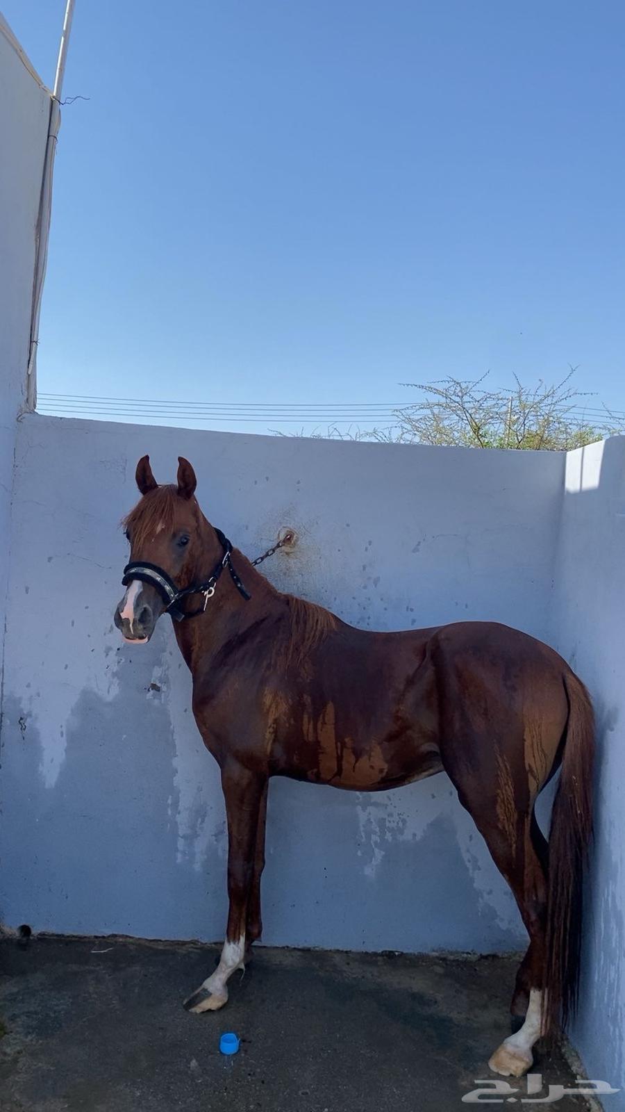 مهر للبيع64544848822913112